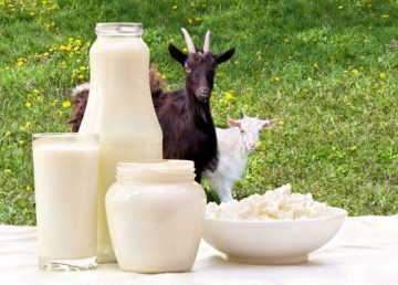 هل تعلم فوائد حليب الماعز الغذائية واستخداماته العديدة للجسم والبشرة