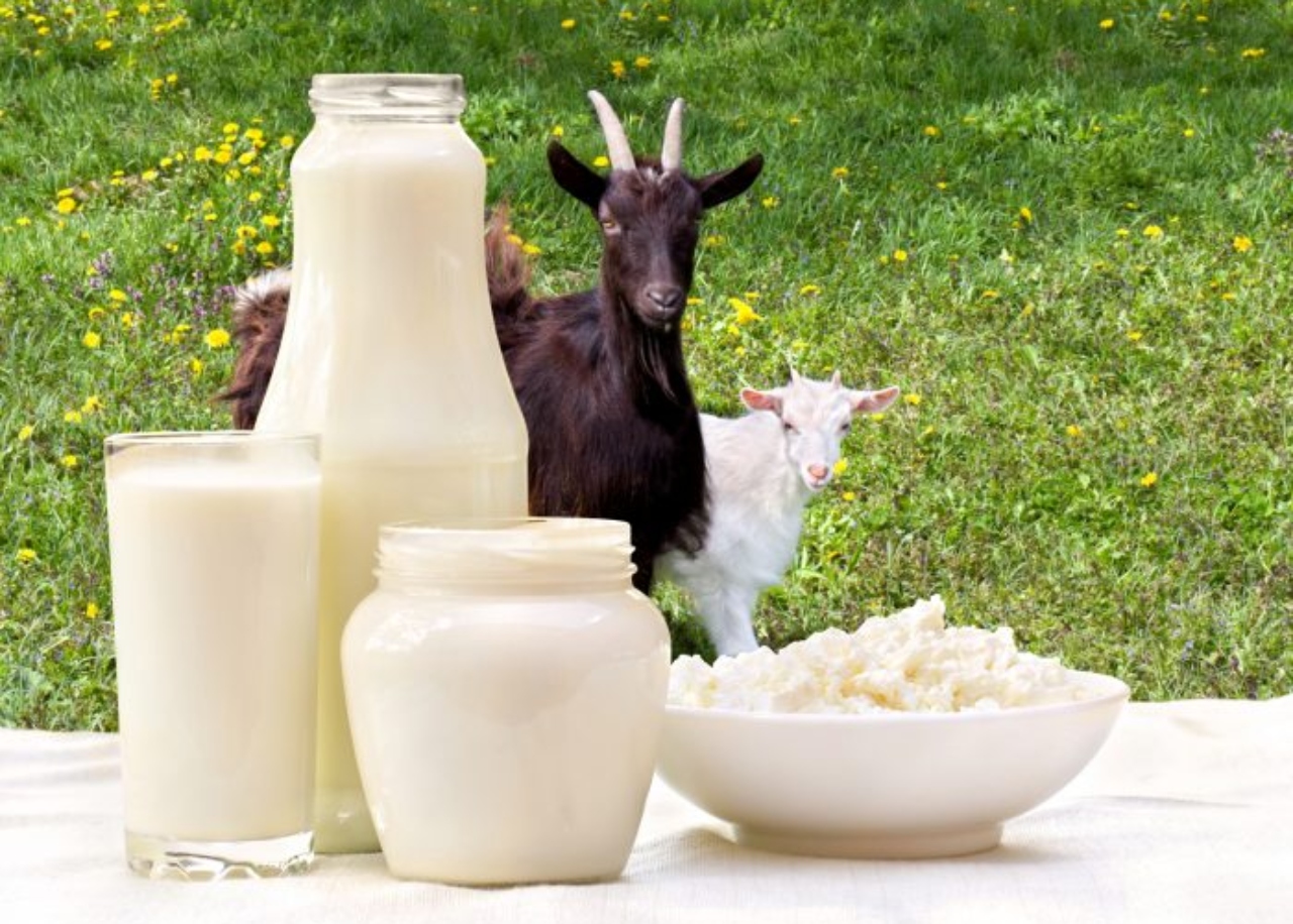 هل تعلم فوائد حليب الماعز الغذائية واستخداماته العديدة للجسم والبشرة