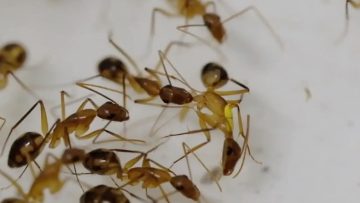 غرائب وعجائب.. النمل يقطع أطرافه لإنقاذ حياة النمل الآخر