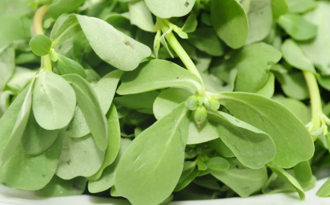 تعرف على فوائد نبات الرجلة 8