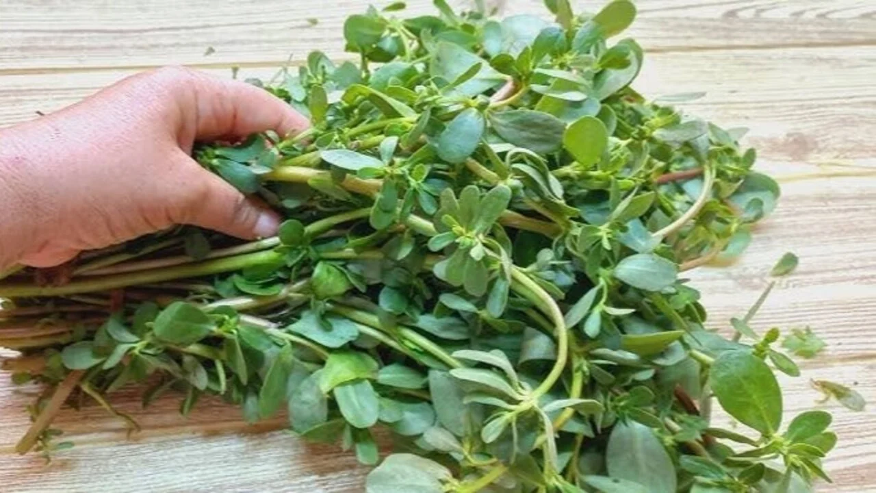 تعرف على فوائد نبات الرجلة 7