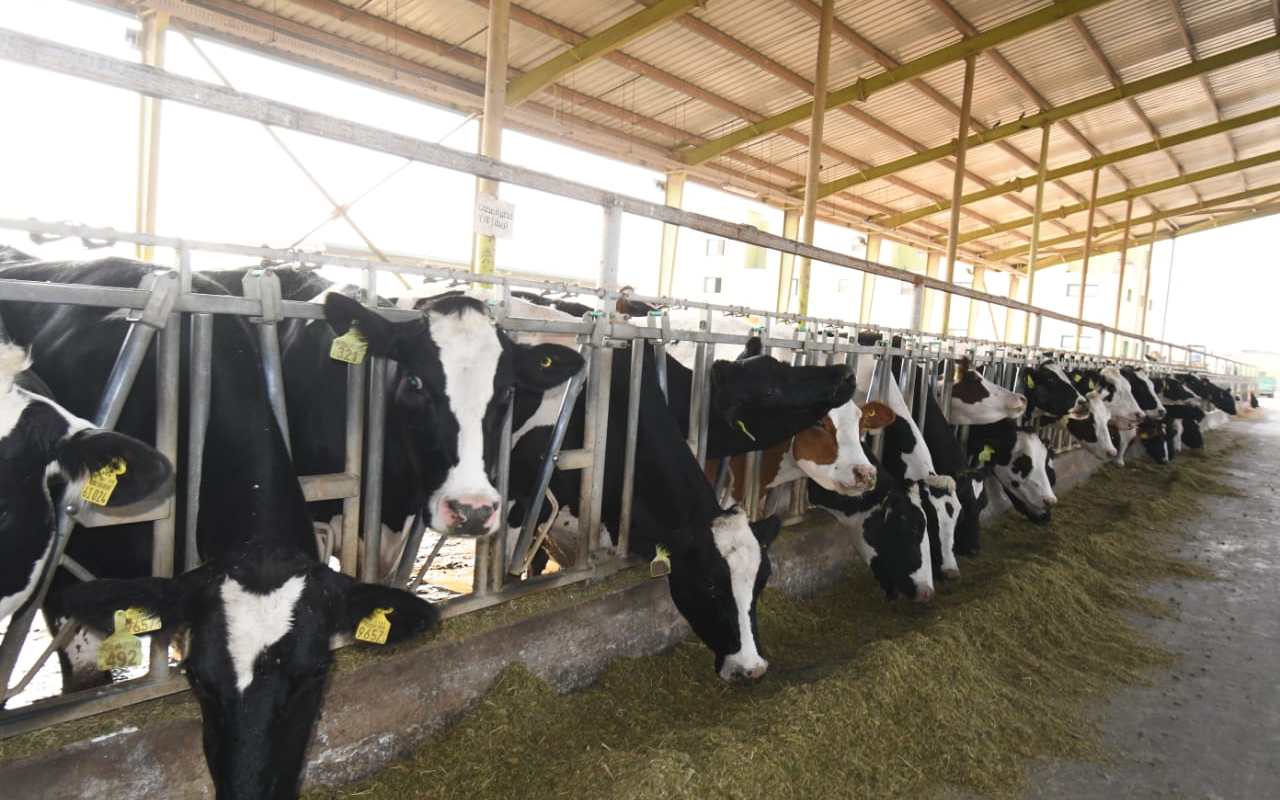 مفاجأة مثيرة الزراعة تتوسع في مشروعات الثروة الحيوانية وتصدر مئات التراخيص في أبريل