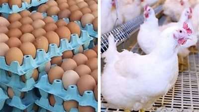 انتباه هام ارتفاع الفراخ البيضاء.. أسعار الدواجن والبيض ليوم الثلاثاء 22 يوليو 2025
