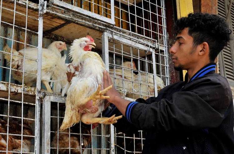 عزيزي القارئ، انخفاض مثير في أسعار الدواجن اليوم في الأسواق.. اكتشف سعر الكيلو الآن!