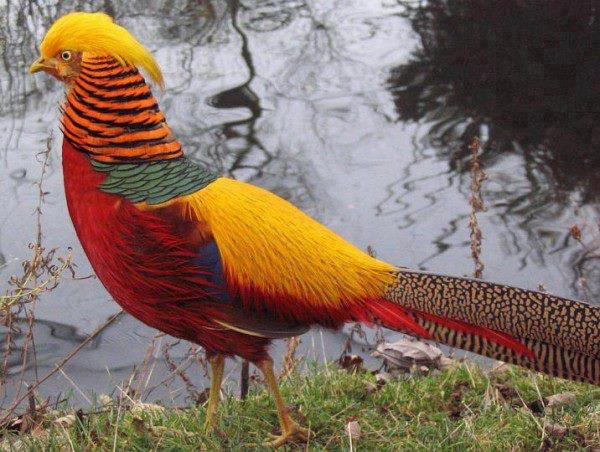 طائر الدراج الذهبي من اجمل الطيور الملونة في العالم